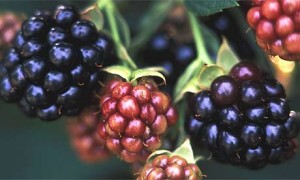 blackberries